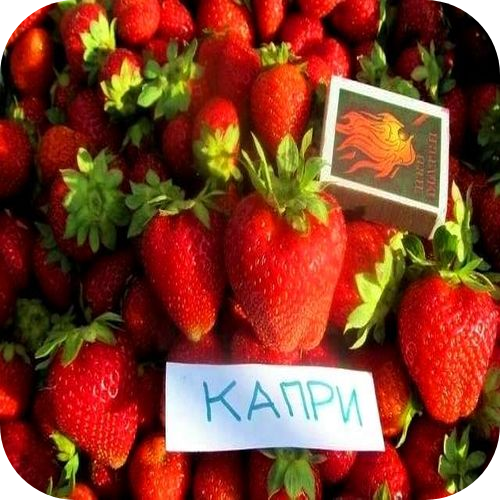 Клубника "Капри" Клубника "Капри"